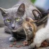 Cat Rescuers Worry About Feral Cat Populations As TNR Work Is Put On PAUSE